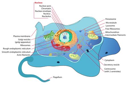Nucleus, mitochondria, endoplasmic reticulum, golgi apparatus, lysosomes. Organelles/Nucleus - Wikibooks, open books for an open world