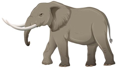 Adult Elephant With Ivory In Cartoon Style On White Background
