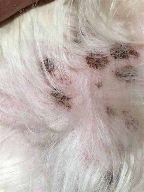 Im Noticing Some Small Black Spots On My 14 Month Old Puppys Belly