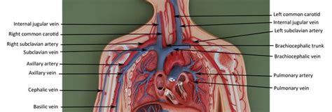 Human Anatomy Human Anatomy And Physiology Arteries And Veins Human