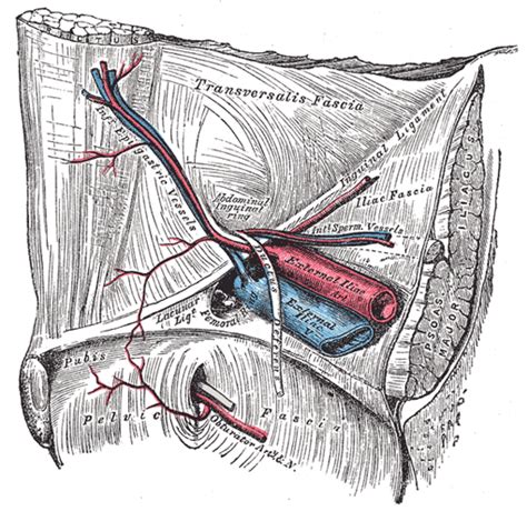 Other articles where inguinal canal is discussed: The Arteries of the Lower Extremity - Human Anatomy