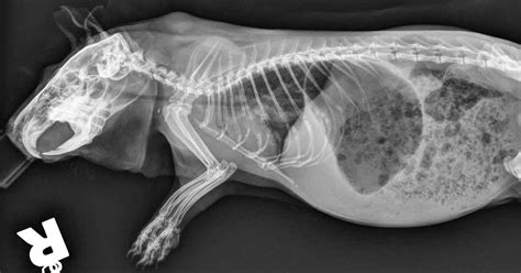 Diseases And Odontogenic Abscesses In Guinea Pigs