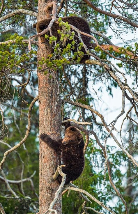 Bear Cubs Have Climbed On A Pine Tree Stock Image Image Of Claws