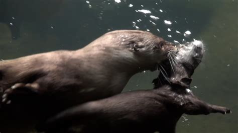 Mama Otter Teaches Her Baby How To Swim