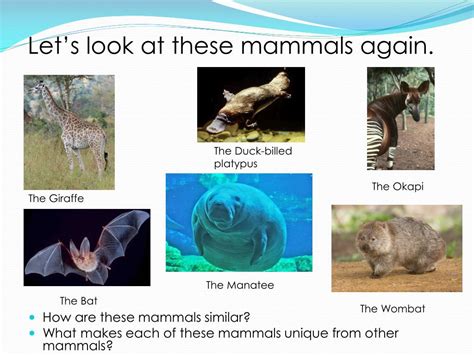 What Are The Seven Characteristics Of Mammals