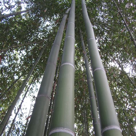 Phyllostachys Bambusoides Giant Timber Bamboo Acquista Online Su