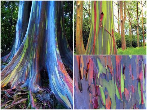 The Beautiful Rainbow Eucalyptus It Is What It Is