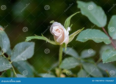 Pink Rosebud Grow At The Garden Stock Photo Image Of Fancier Bright