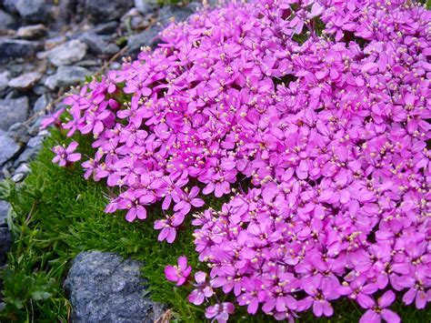Alpine Flowers In Britain Beautiful Journeys