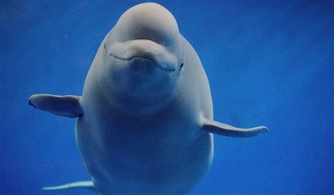 Why Do Beluga Whales Have Big Squishy Heads