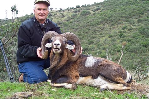 Four Day Mouflon Sheep Hunt In Spain