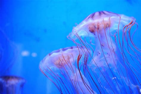 Watch Thousands Of Terrifying Jellyfish Invade Florida Beach Iheart