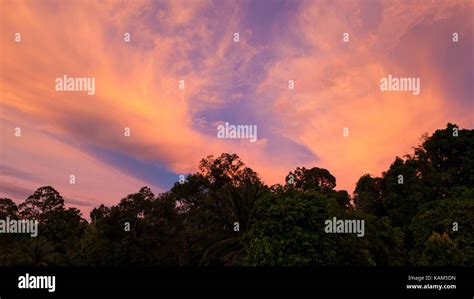 Vivid Sunset Clouds And Trees Stock Photo Alamy