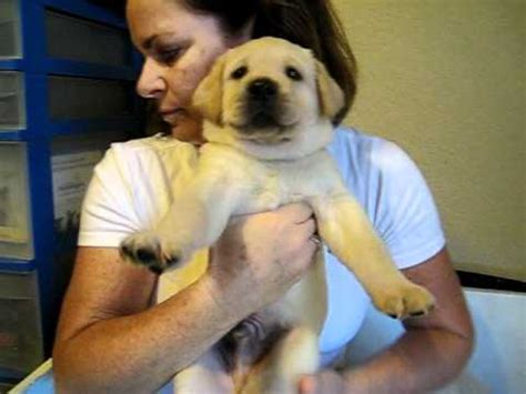 Puppies are born undeveloped, so we are able to make puppies are born undeveloped, so we are able to make a difference by conducting a series of exercises to enhance the development of our puppies making a. 5 week old yellow lab puppies - YouTube