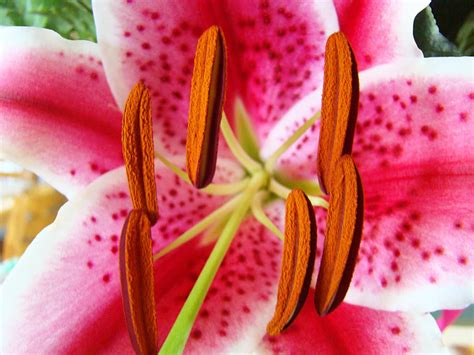 Big Lily Flower Art Prints Pink Lilies Floral Photograph By Baslee Troutman