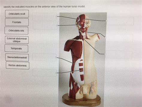 Shows over 50 labeled muscles of anterior and posterior aspect of the human body. Solved: Identify The Indicated Muscles On The Anterior Vie ...