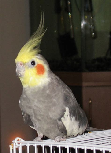 Gainesville Cockatiel Rescue Adopted Birds