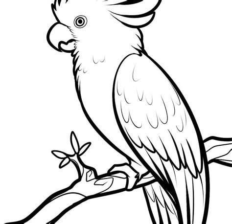 Parrot Easy Drawing At Getdrawings Free Download