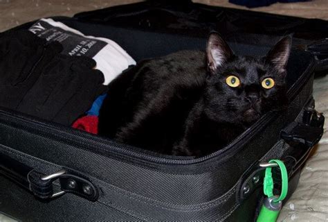 28 Reasons To Love Black Cats Artofit