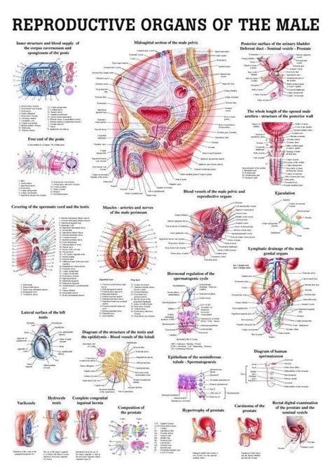 Male Genital Organs Laminated Anatomy Chart Body Anatomy Organs Human