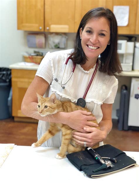 Cat Vet Visits Top Reasons To Take Your Cat To The Vet Forever Freckled