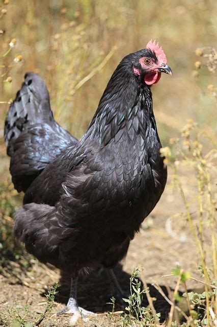 6 top chicken breeds for small spaces homesteading where you are egg laying chickens