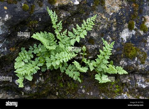 Fern Growing On A Rock Outcrop Stock Photo Alamy