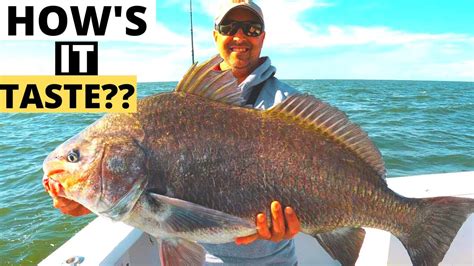 Secret To Make Black Drum Fish Taste Good Catch And Cook Youtube
