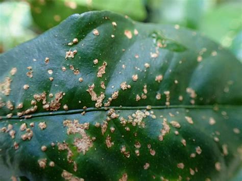 Pests Pests Entities Fungi Citrus Canker And Citrus Scab Which