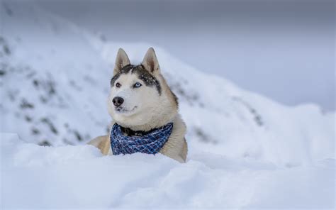 Best 40 Snow Puppy Wallpaper On Hipwallpaper Snow Wallpaper Snow