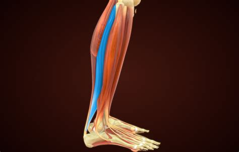Soleus Muscle Strain How To Manage Sport Doctor London