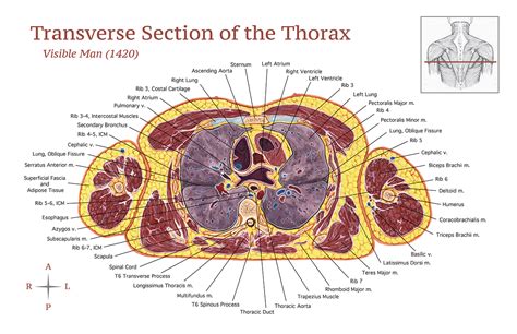 We think this is the most useful anatomy picture that you need. Transverse Section of the Thorax on Behance