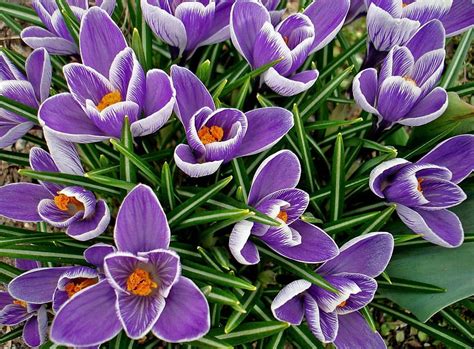 Flowers Flower Bed Flowerbed Spring Crocuses Primroses HD