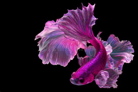 Beautiful Purple Betta Fish Violet Siamese Fighting Fish Betta
