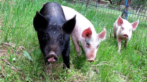 Livestock Domesticated Farm Animals Farm Choices