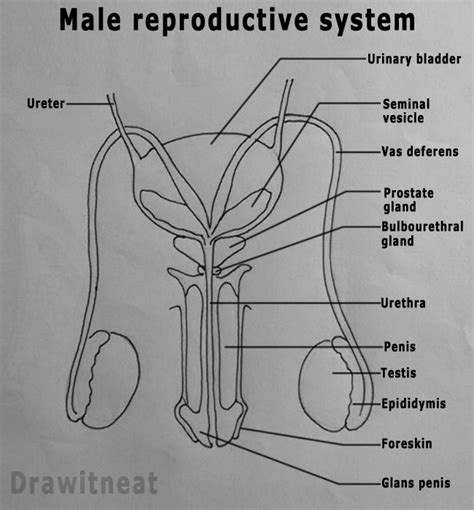 Draw It Neat How To Draw Male Reproductive System Front View