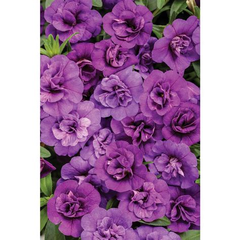 It is important to note, that we are a wholesaler of young. PROVEN WINNERS 4.25 in. Grande Blue-Purple Flowers ...