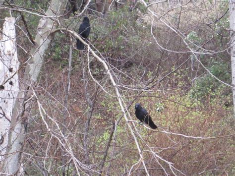 Crow Stalker Beach Update Crows Of Arroyos