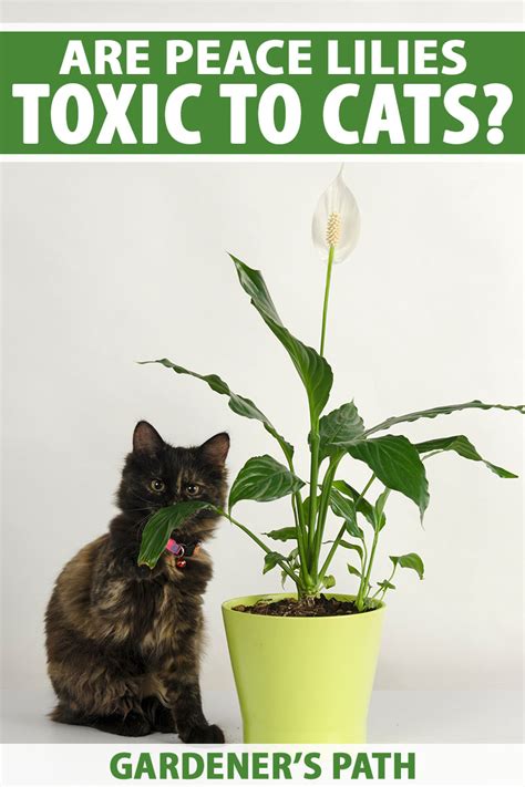 Top 9 Are Peace Lilies Toxic To Cats 2022