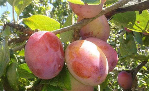 Maybe you would like to learn more about one of these? Easy to grow fruit trees for the garden - Direct Plants