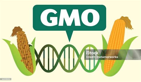 Genetically Modified Organisms Before After Stock Illustration