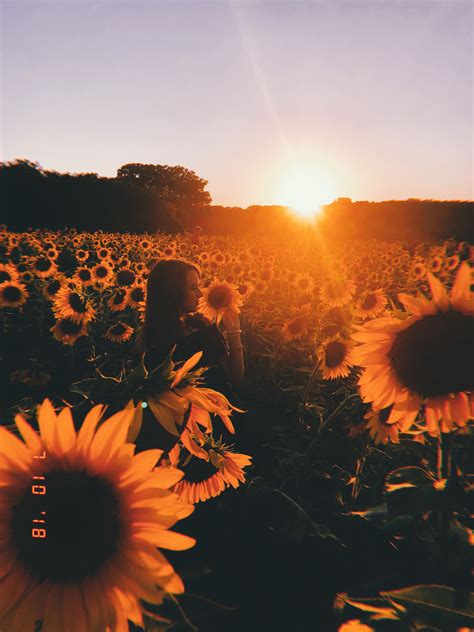 Beautiful Aesthetic Sunflower Pictures Largest Wallpaper Portal