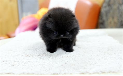 High Quality Teacup Black Pomeranian Puppy A Photo On Flickriver