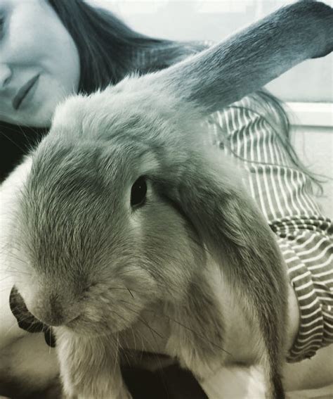 Beautiful Rabbit Big Beautiful Rabbit Instagram Instagram Posts