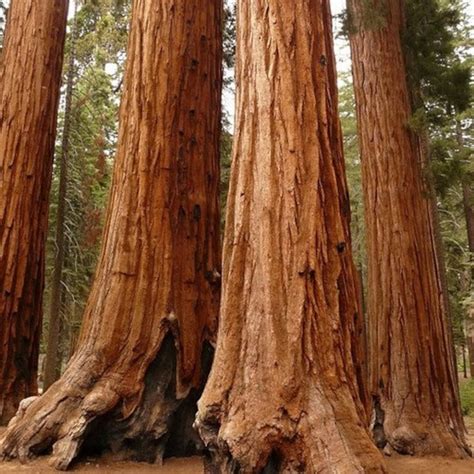 Giant Sequoia Tree Seeds Sequoiadendron Giganteum 15seeds Etsy