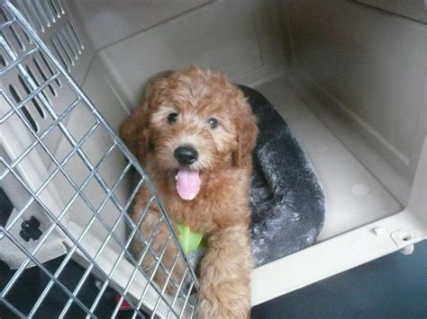 These playful, loving mini goldendoodle puppies are a cross between the golden retriever and the mini poodle. Goldendoodle Mini Mn - www.proteckmachinery.com