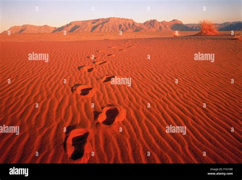 Footprints In Sand Pella Northern Cape South Africa Stock Photo Alamy