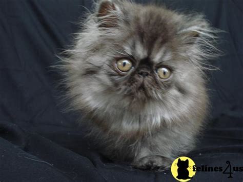 Persian Kitten For Sale Black Smoke Persian Kitten 11 Yrs And 11 Mths Old