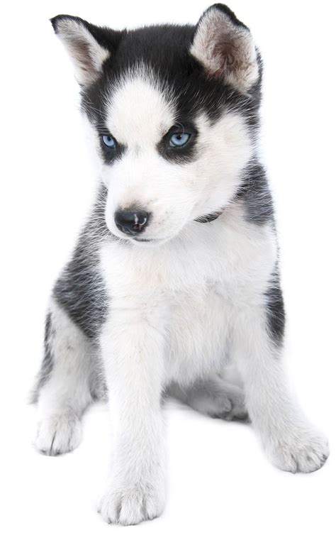 This scientific name is of latin origin, and the literal meaning is friendly wolf in 1993, there was a reclassification of the scientific name for domestic dogs. Unique Dog Names - Over 300 Fun And Unusual Inspiring Ideas