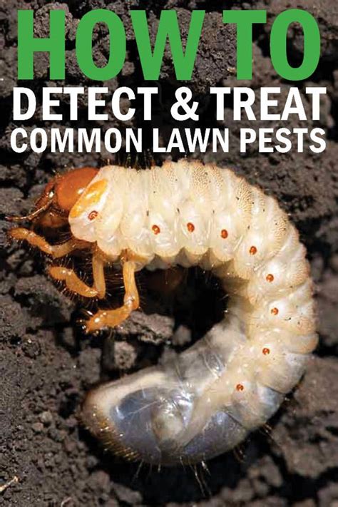 How To Detect And Treat Common Lawn Pests Lawn Pests Lawn Pest
